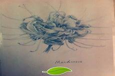 彼岸花素描教程
